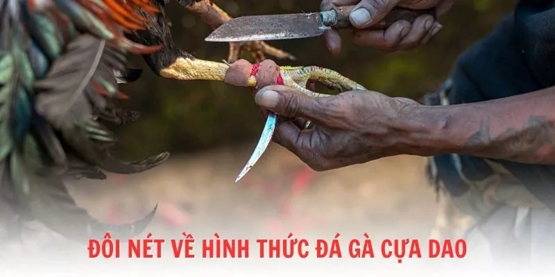 Đá gà cựa dao là hình thức thi đấu kịch tính giữa các chiến kê